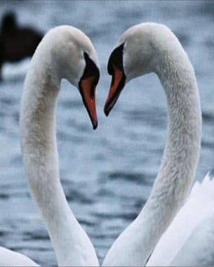 The Longing of Leda- a Swan Film