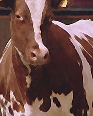 Part of the World that Belongs to You- a Cow Film
