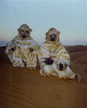 Isbjörnar (The Polar Bears)