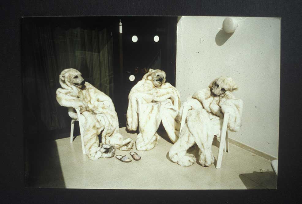Polar Bears
