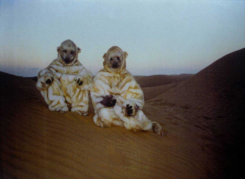 Polar Bears