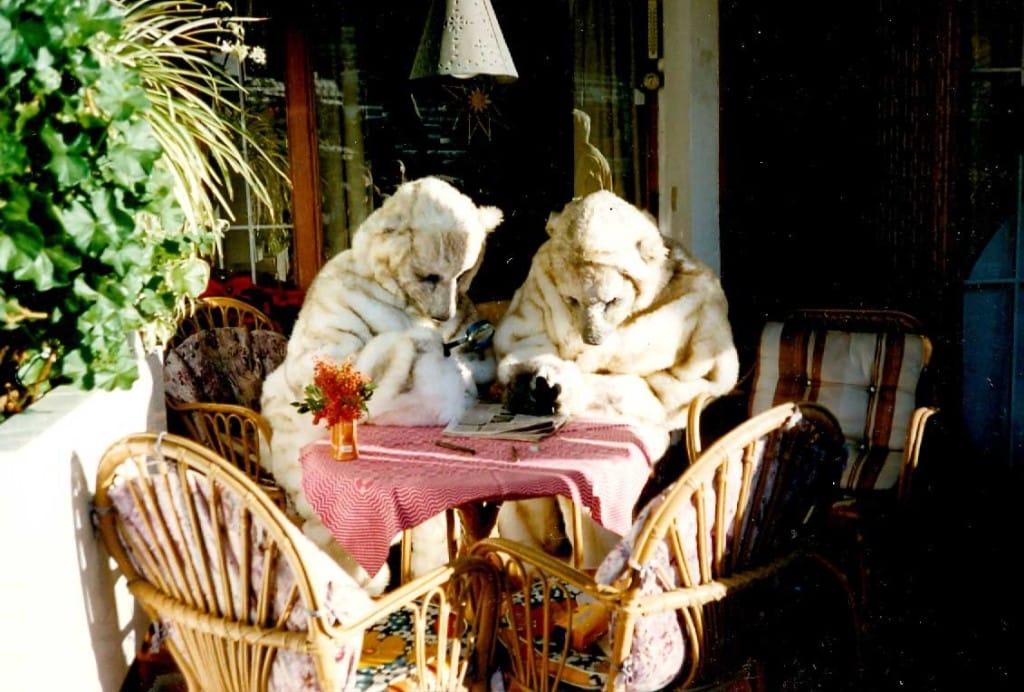Polar Bears
