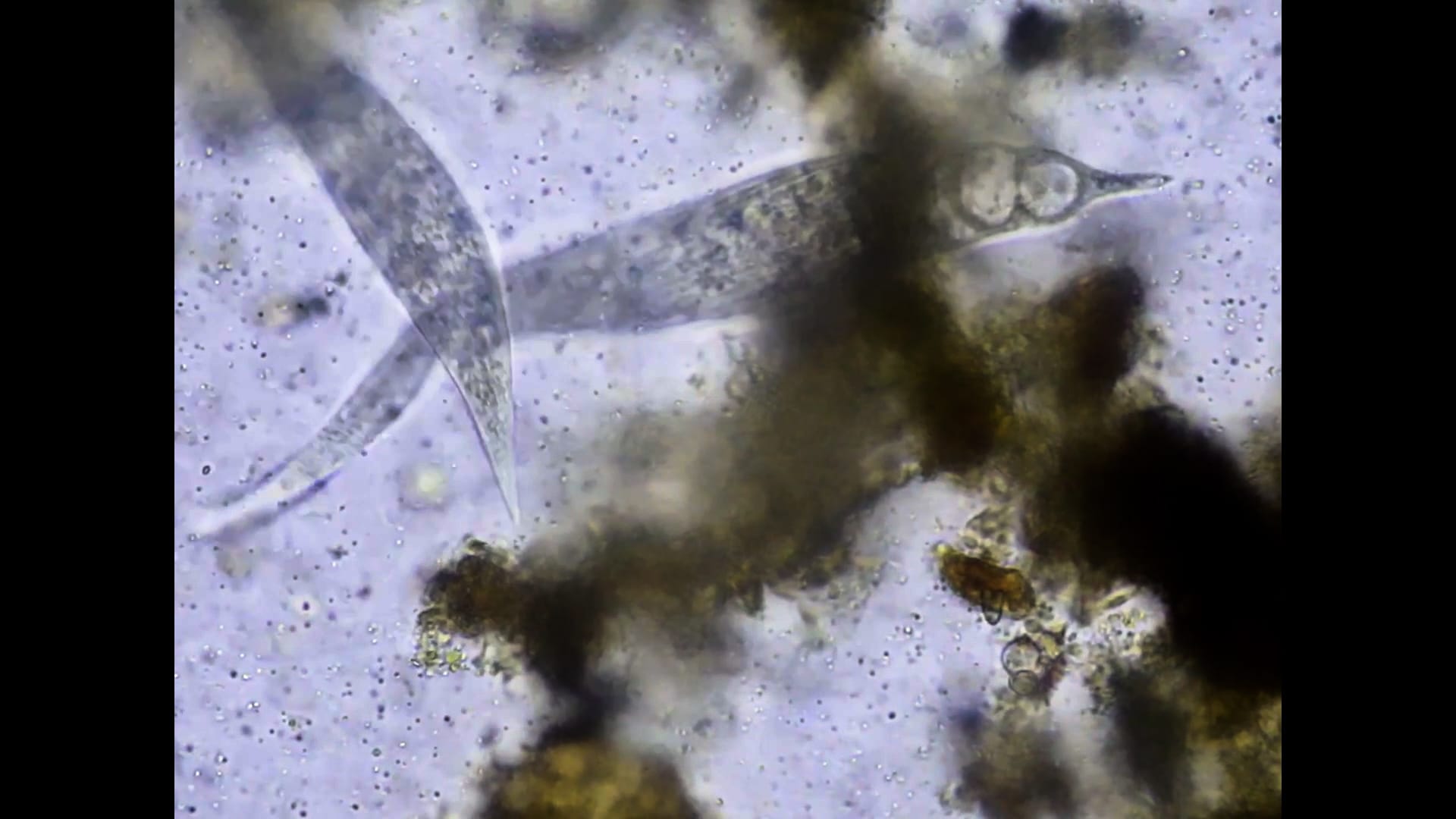 microorganisms (Dileptus and similar ciliates)
